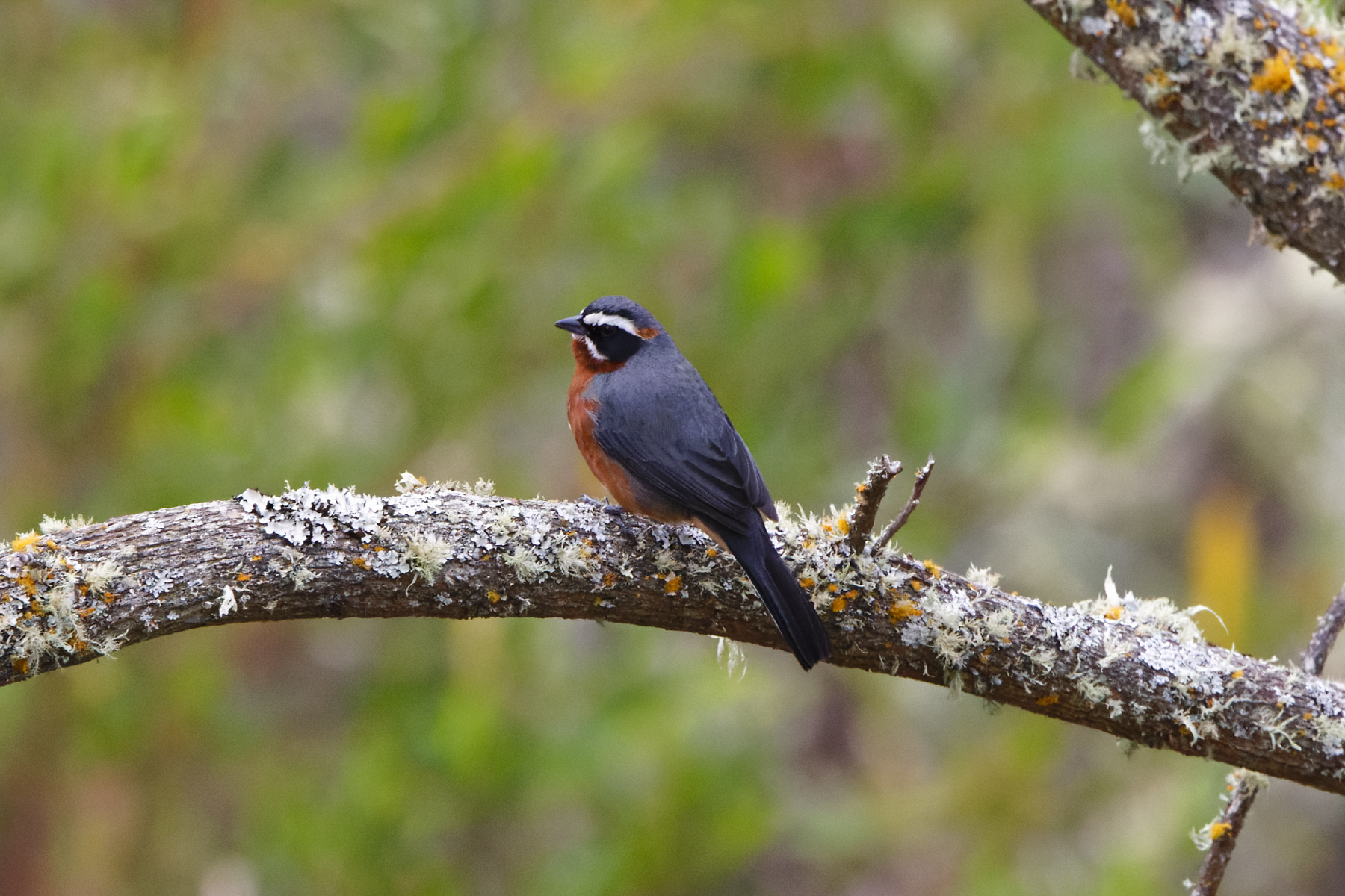 Black-and-chestnut Warbling Finch (image by Leo Garrigues)