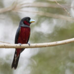 Black-and-red Broadbill (image by Dani Balla)