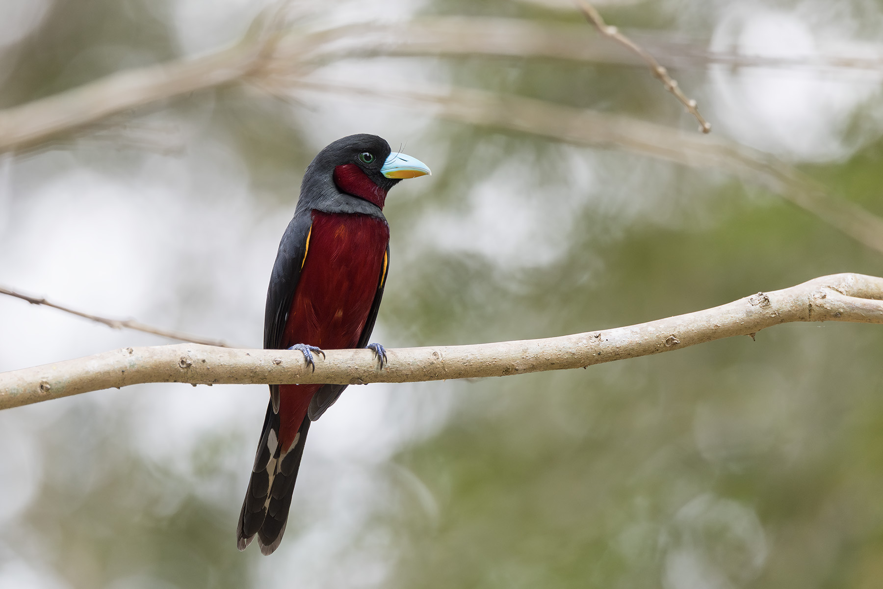 Black-and-red Broadbill (image by Dani Balla)