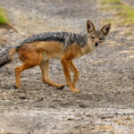 Black-backed Jackal (image by Nik Borrow)