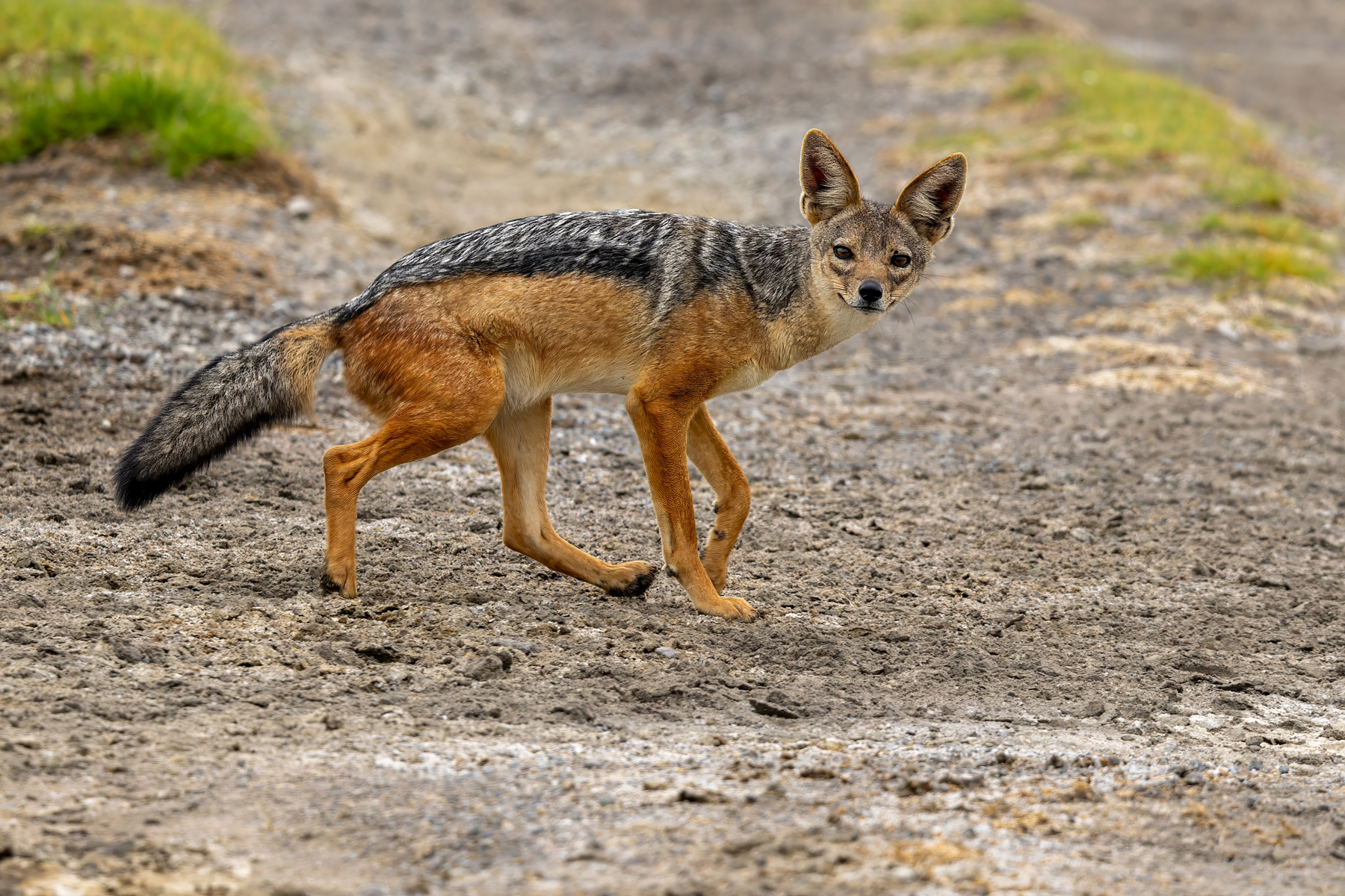 Black-backed Jackal (image by Nik Borrow)