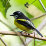 Black-backed Tody-Flycatcher (image by Leo Garrigues)
