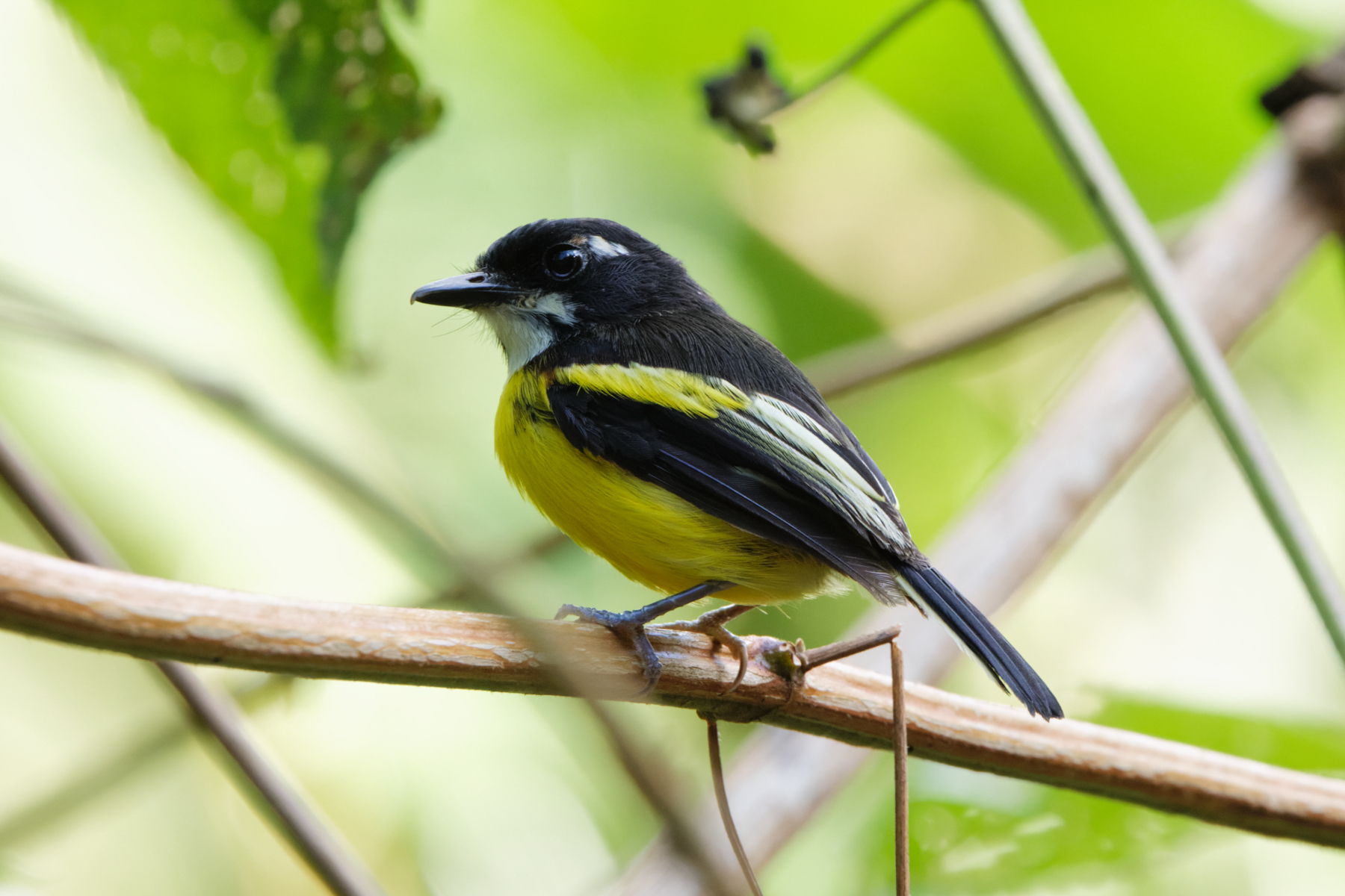 Black-backed Tody-Flycatcher (image by Leo Garrigues)