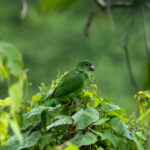 Black-billed Amazon (image by Eustace Barnes)