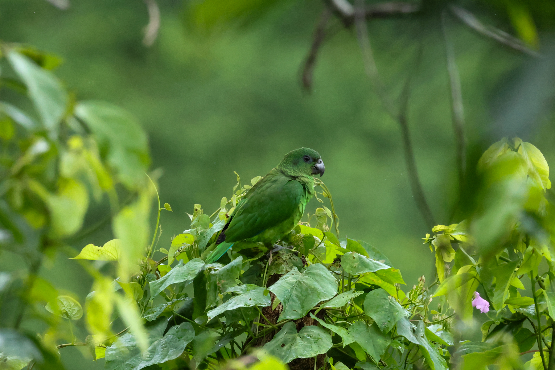 Black-billed Amazon (image by Eustace Barnes)