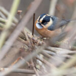 Black-browed Tit (image by Mike Watson)