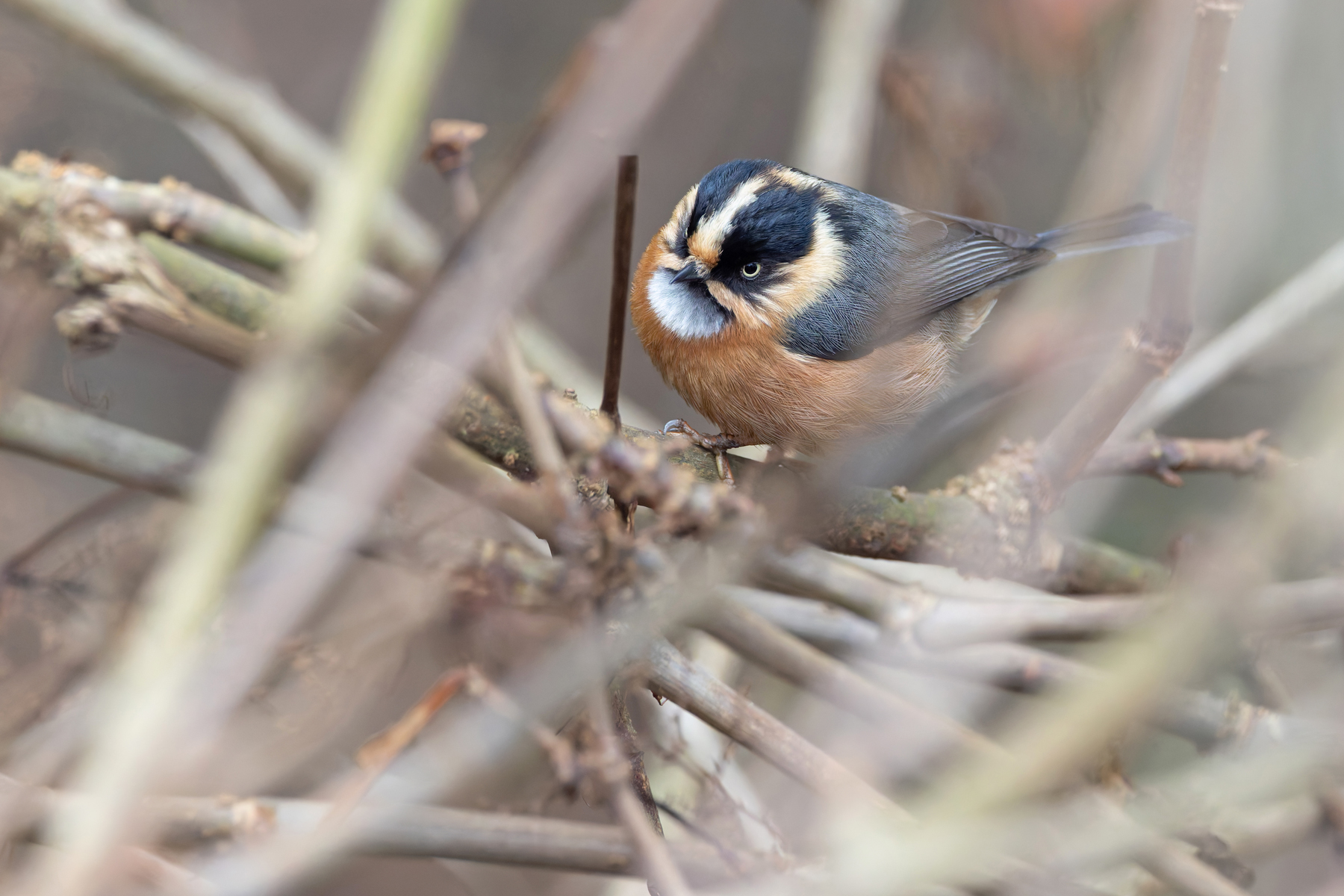 Black-browed Tit (image by Mike Watson)