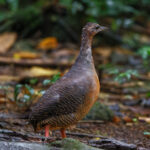 Black-capped Tinamou (image by Leo Garrigues)
