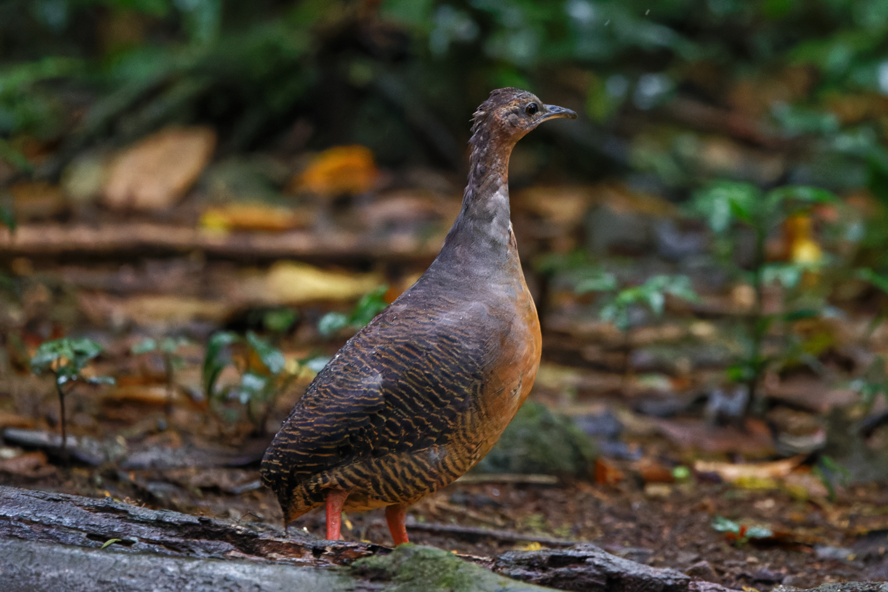 Black-capped Tinamou (image by Leo Garrigues)