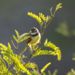 Black-chested Prinia (image by Mark Beaman)