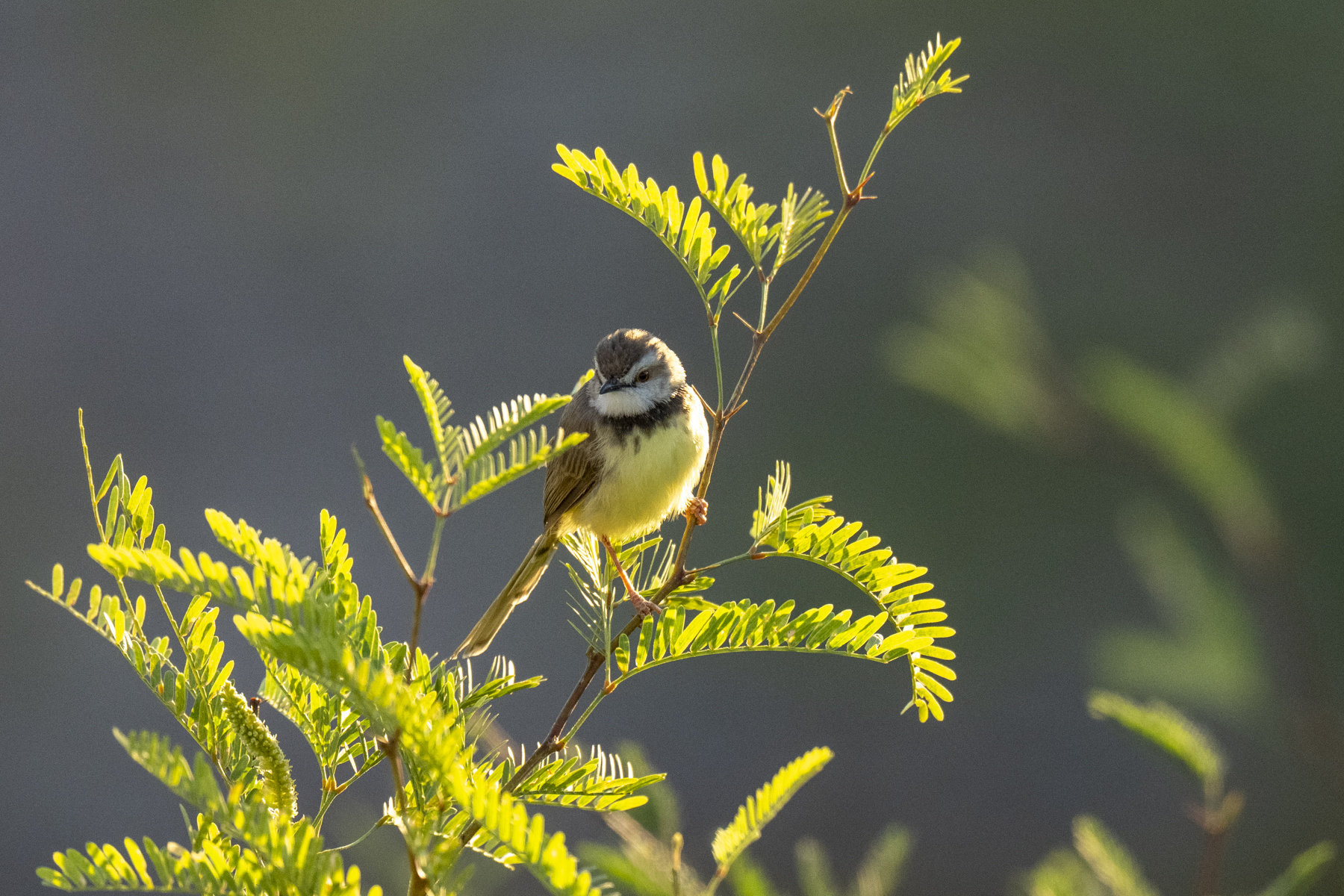 Black-chested Prinia (image by Mark Beaman)