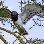 Black-chested Snake Eagle (image by Nik Borrow)