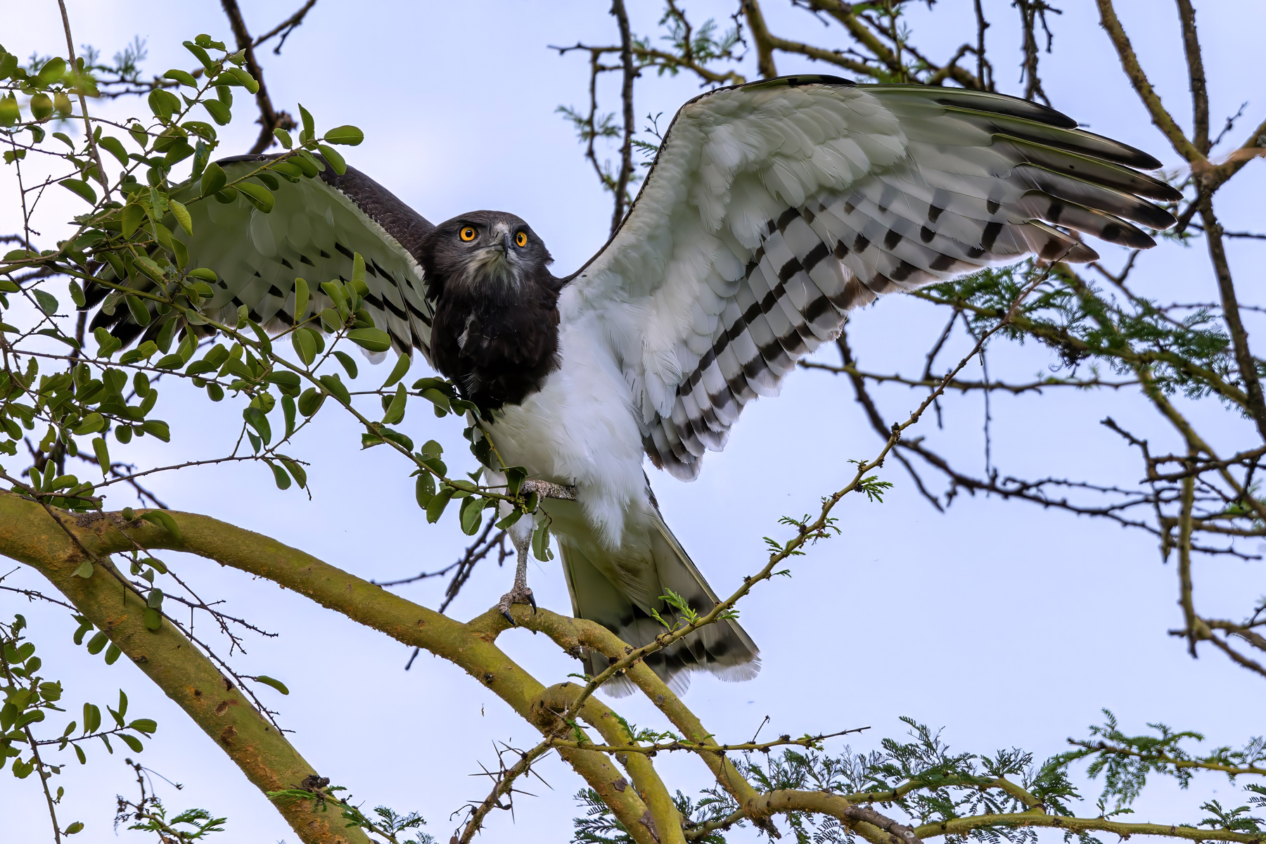 Black-chested Snake Eagle (image by Nik Borrow)