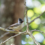 Black-chinned Yuhina (image by Dani Balla)