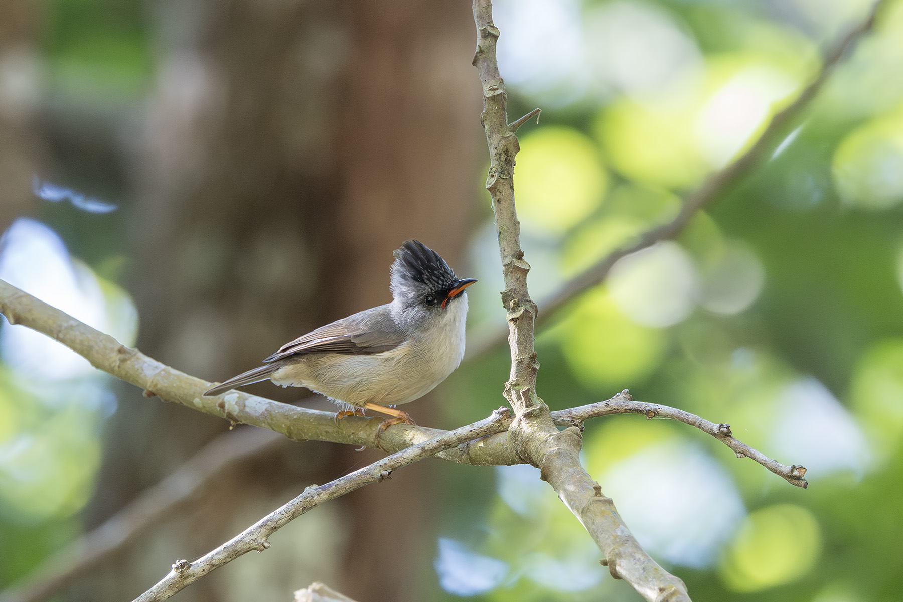 Black-chinned Yuhina (image by Dani Balla)