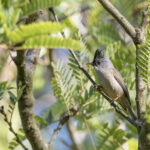 Black-chinned Yuhina (image by Dani Balla)