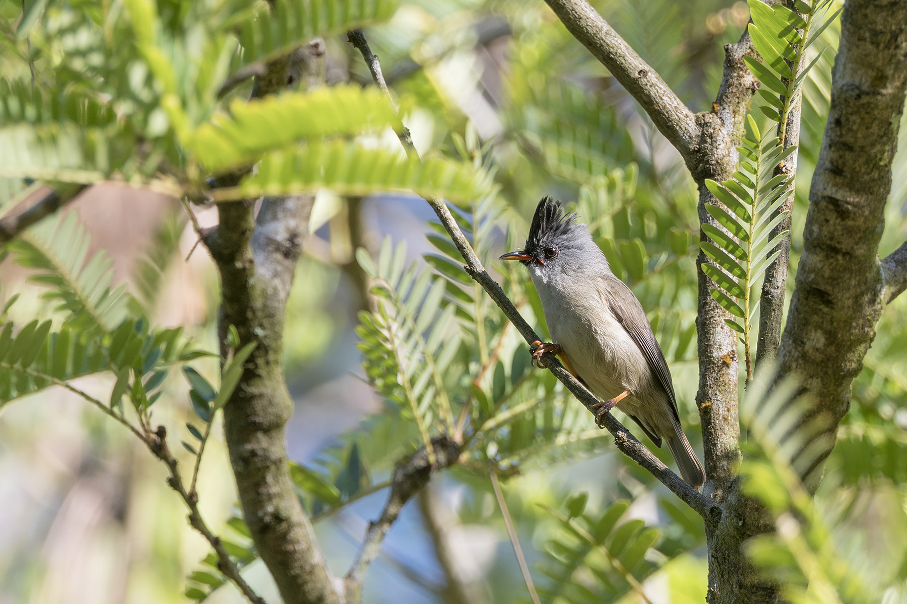 Black-chinned Yuhina (image by Dani Balla)