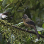 Black-crowned Barwing (image by Dani Balla)