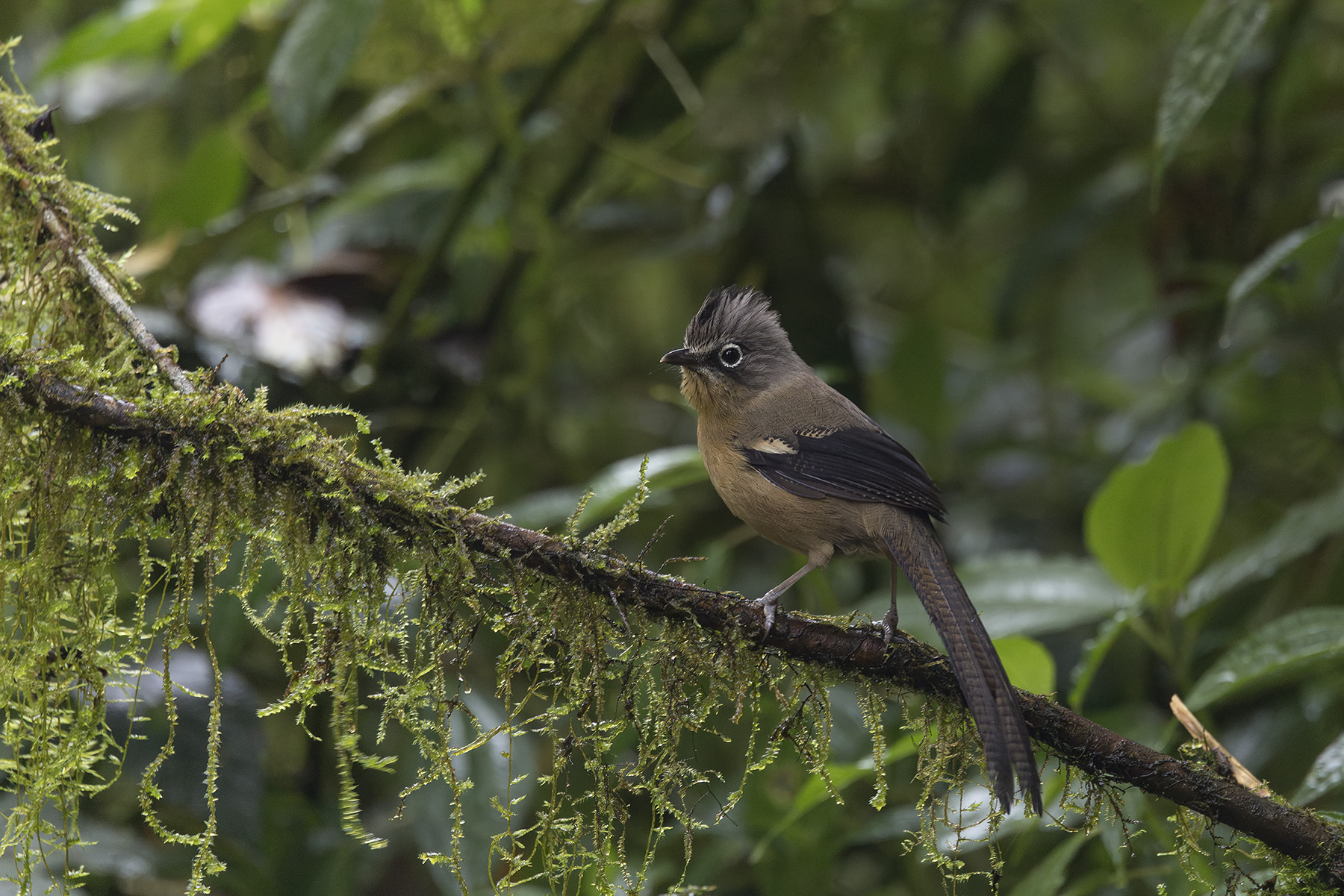 Black-crowned Barwing (image by Dani Balla)