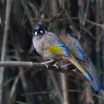 Black faced Laughingthrush (image by Mike Watson)