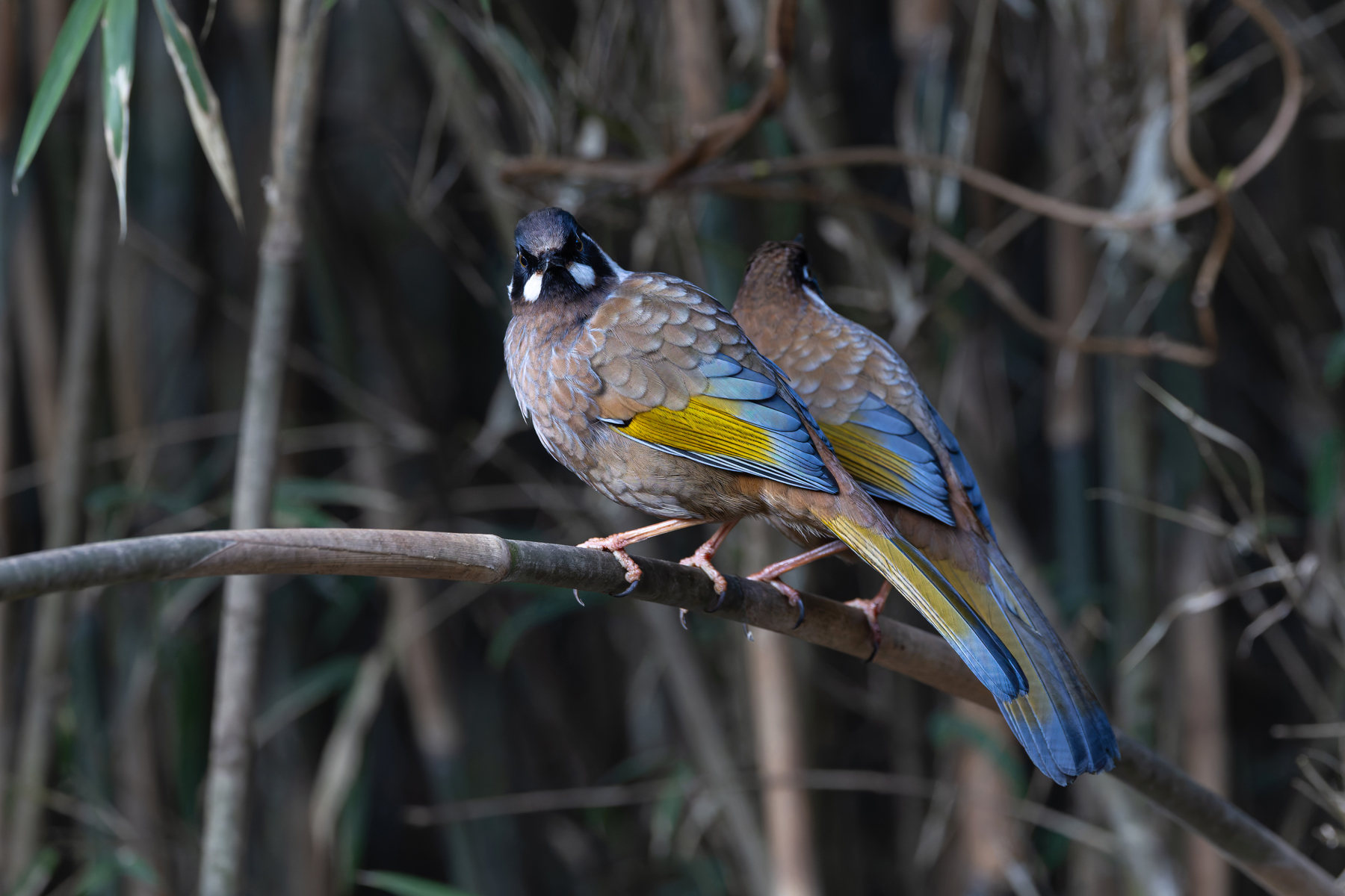 Black faced Laughingthrush (image by Mike Watson)