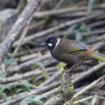 Black-faced Laughingthrush (image by Dani Balla)