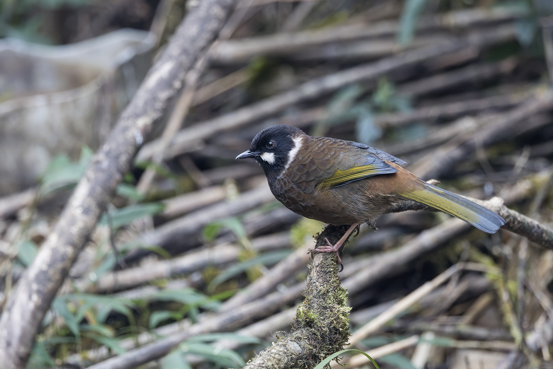 Black-faced Laughingthrush (image by Dani Balla)