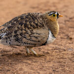 Black-faced Sandgrouse (image by Nik Borrow)