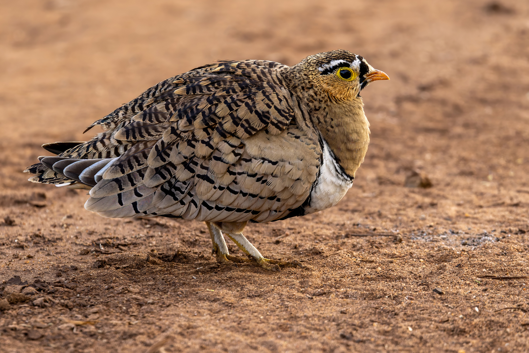 Black-faced Sandgrouse (image by Nik Borrow)