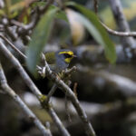 Black-faced Warbler (image by Dani Balla)