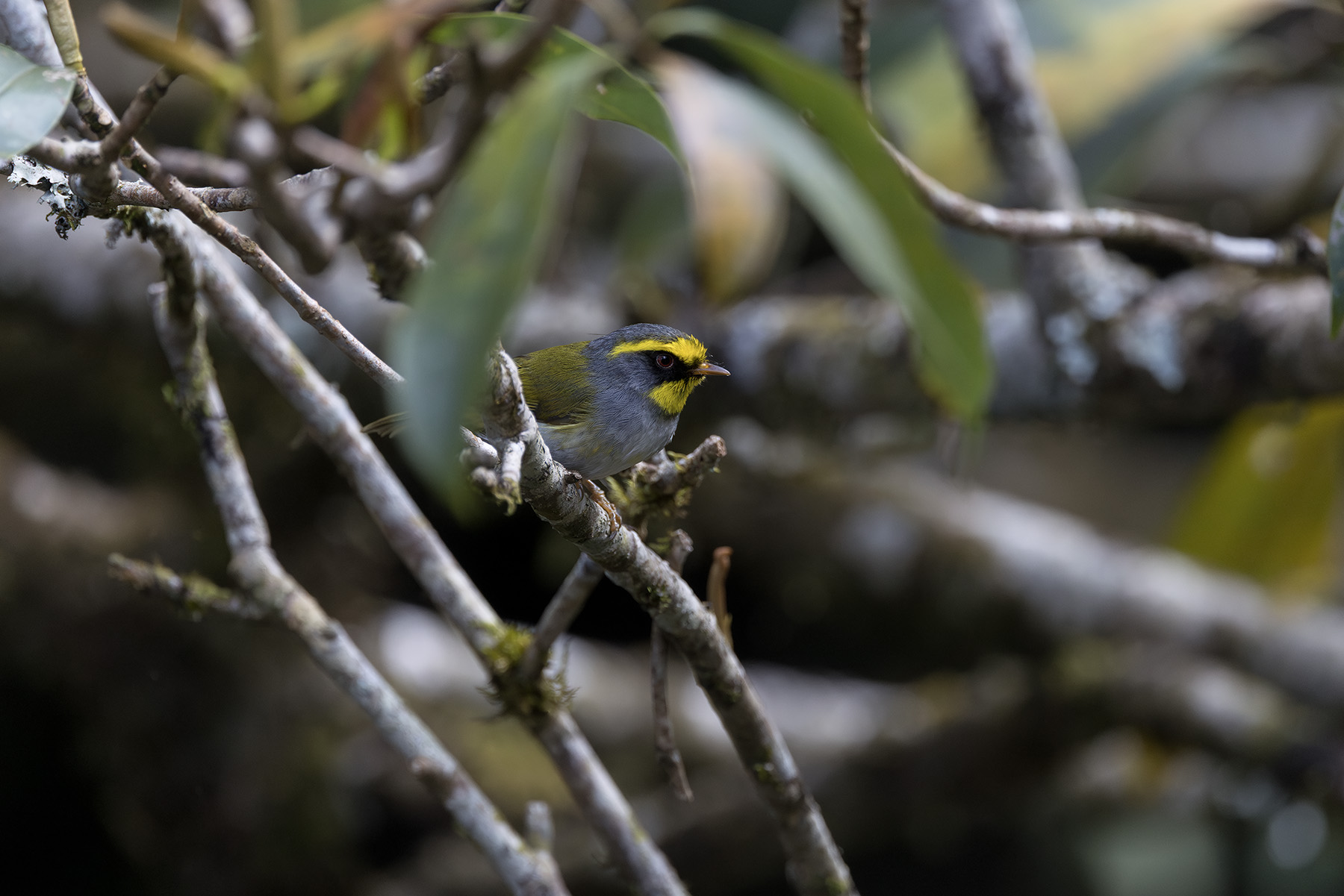 Black-faced Warbler (image by Dani Balla)