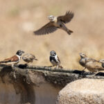 Black-headed Canaries and Lark-like Buntings (image by Mark Beaman)