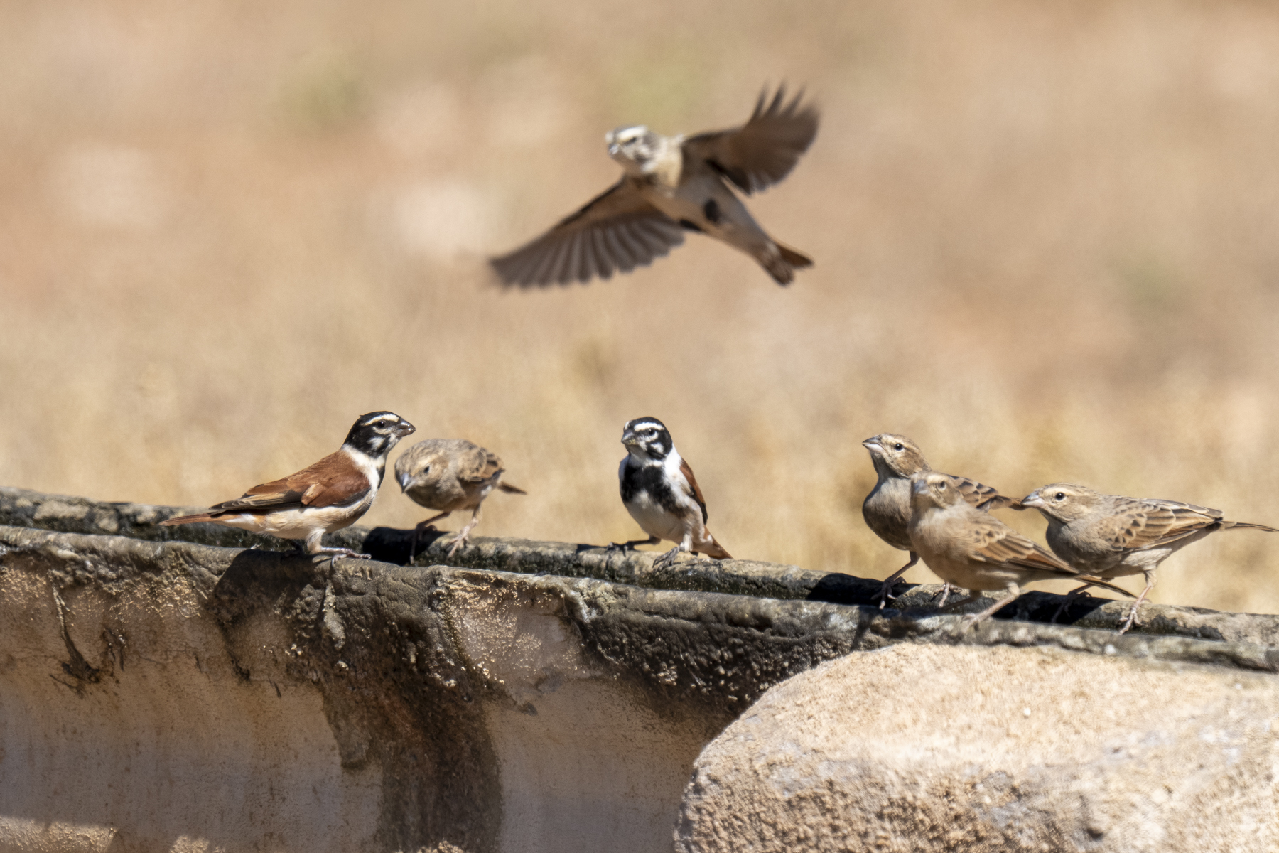 Black-headed Canaries and Lark-like Buntings (image by Mark Beaman)