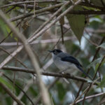 Black-headed Sibia (image by Dani Balla)