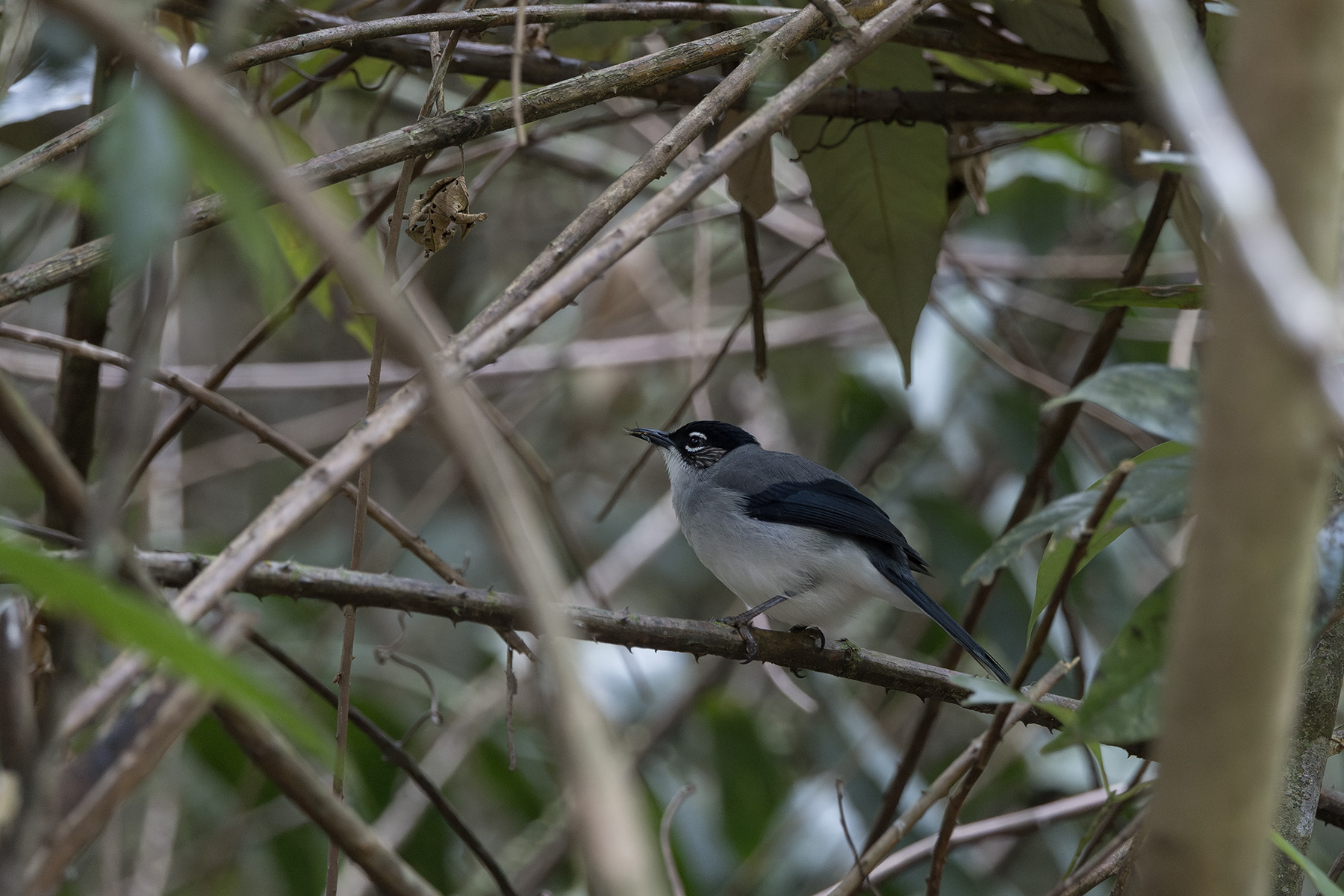 Black-headed Sibia (image by Dani Balla)