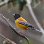 Black-hooded Sierra Finch (image by Leo Garrigues)