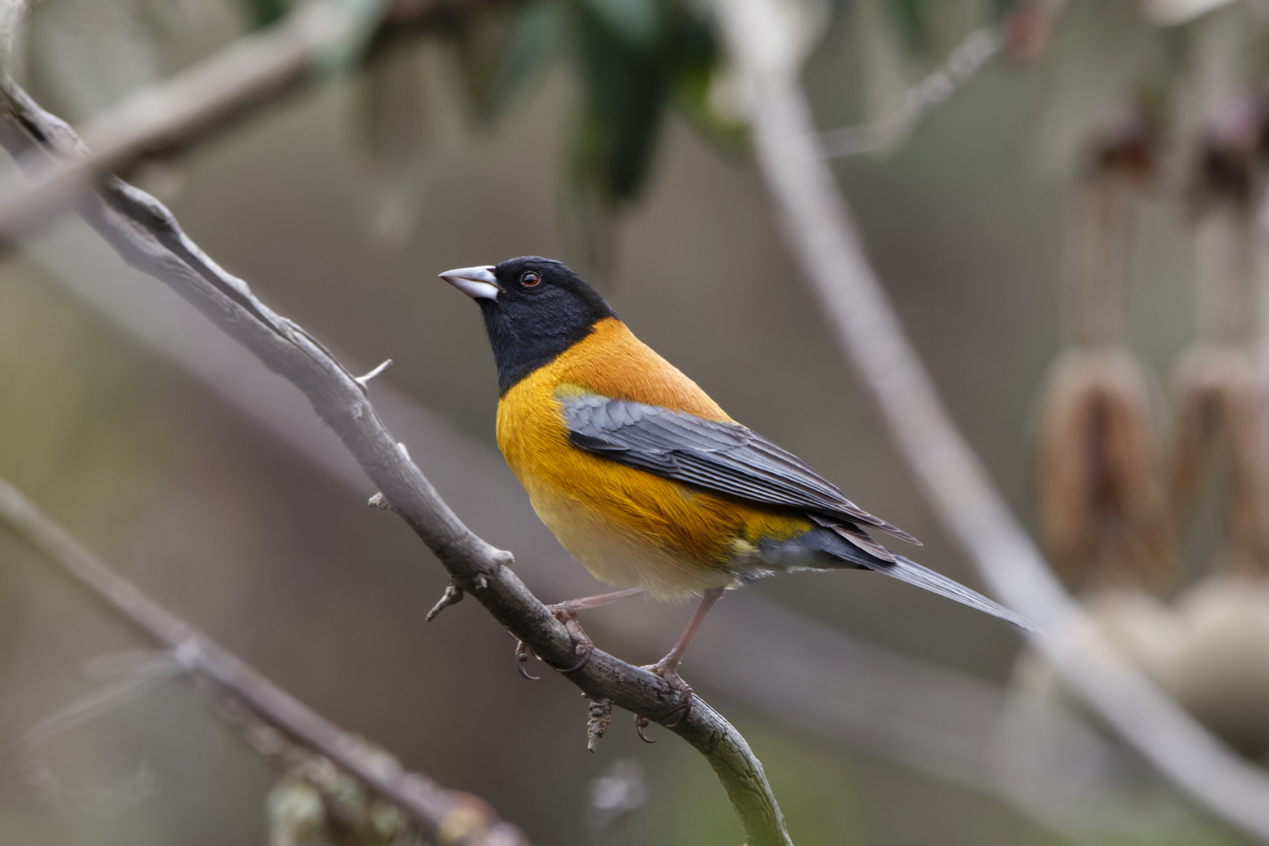 Black-hooded Sierra Finch (image by Leo Garrigues)