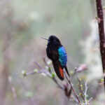 Black-hooded Sunbeam (image by Leo Garrigues)