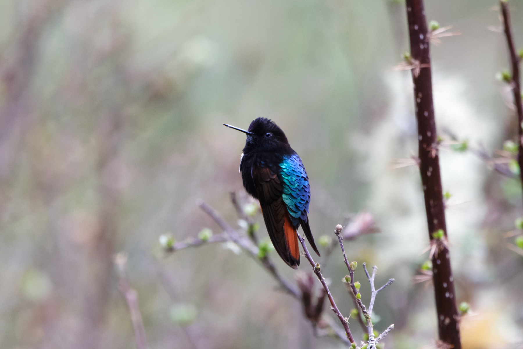 Black-hooded Sunbeam (image by Leo Garrigues)