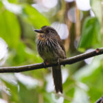 Black-streaked Puffbird (image by Leo Garrigues)