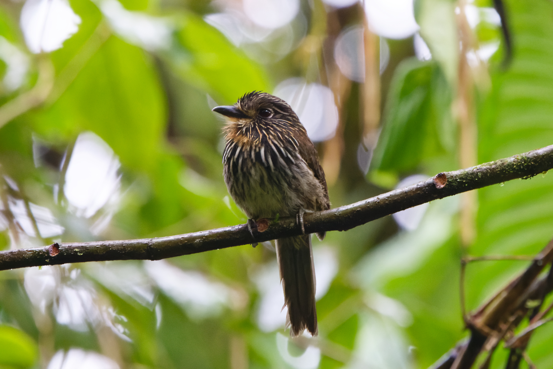 Black-streaked Puffbird (image by Leo Garrigues)