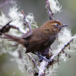 Black-throated Thistletail [harterti] (image by Leo Garrigues)