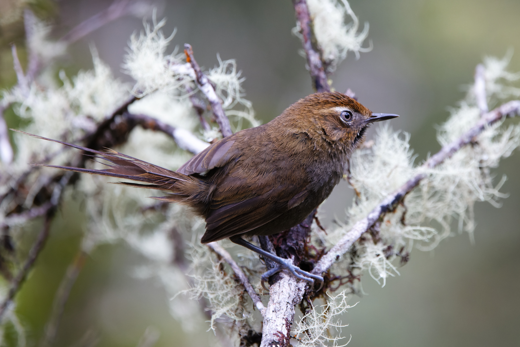 Black-throated Thistletail [harterti] (image by Leo Garrigues)