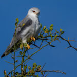 Black-winged Kite (image by Nik Borrow)