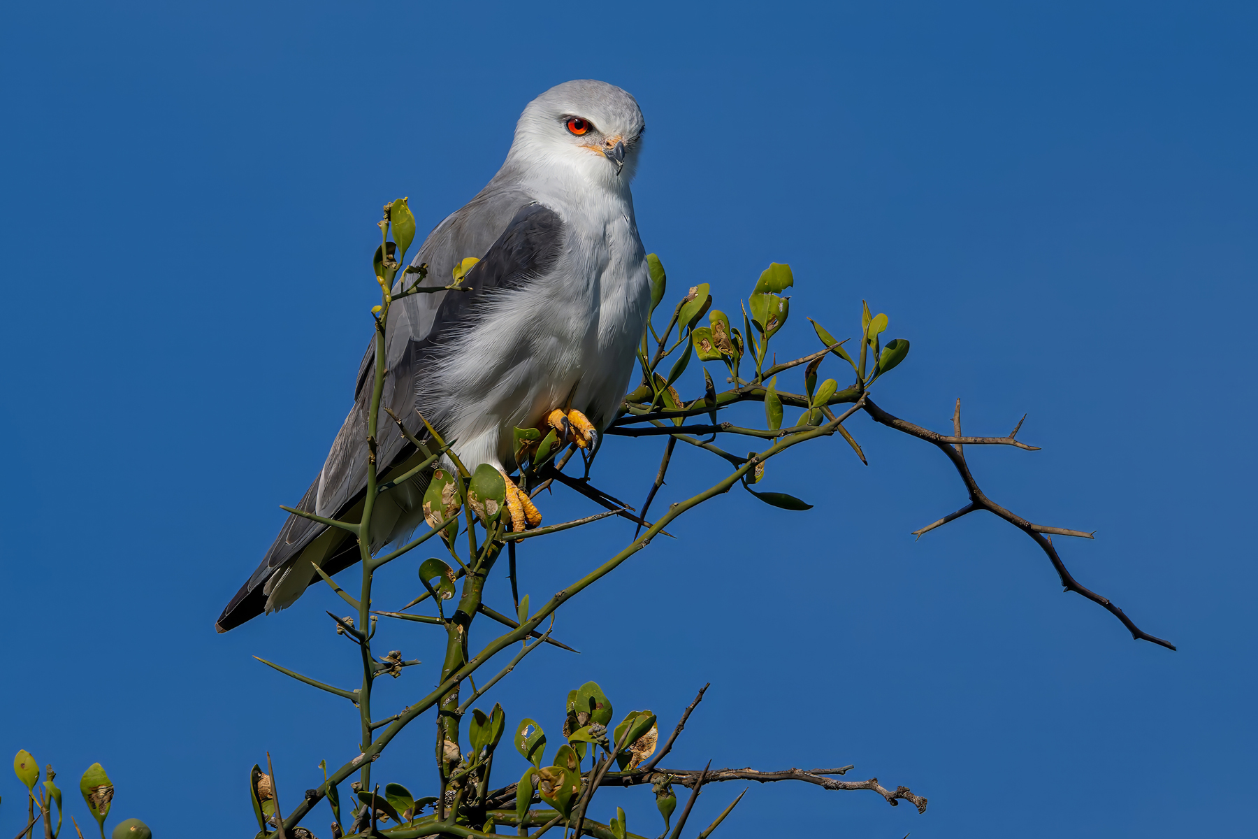 Black-winged Kite (image by Nik Borrow)