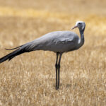 Blue Crane (image by Mark Beaman)