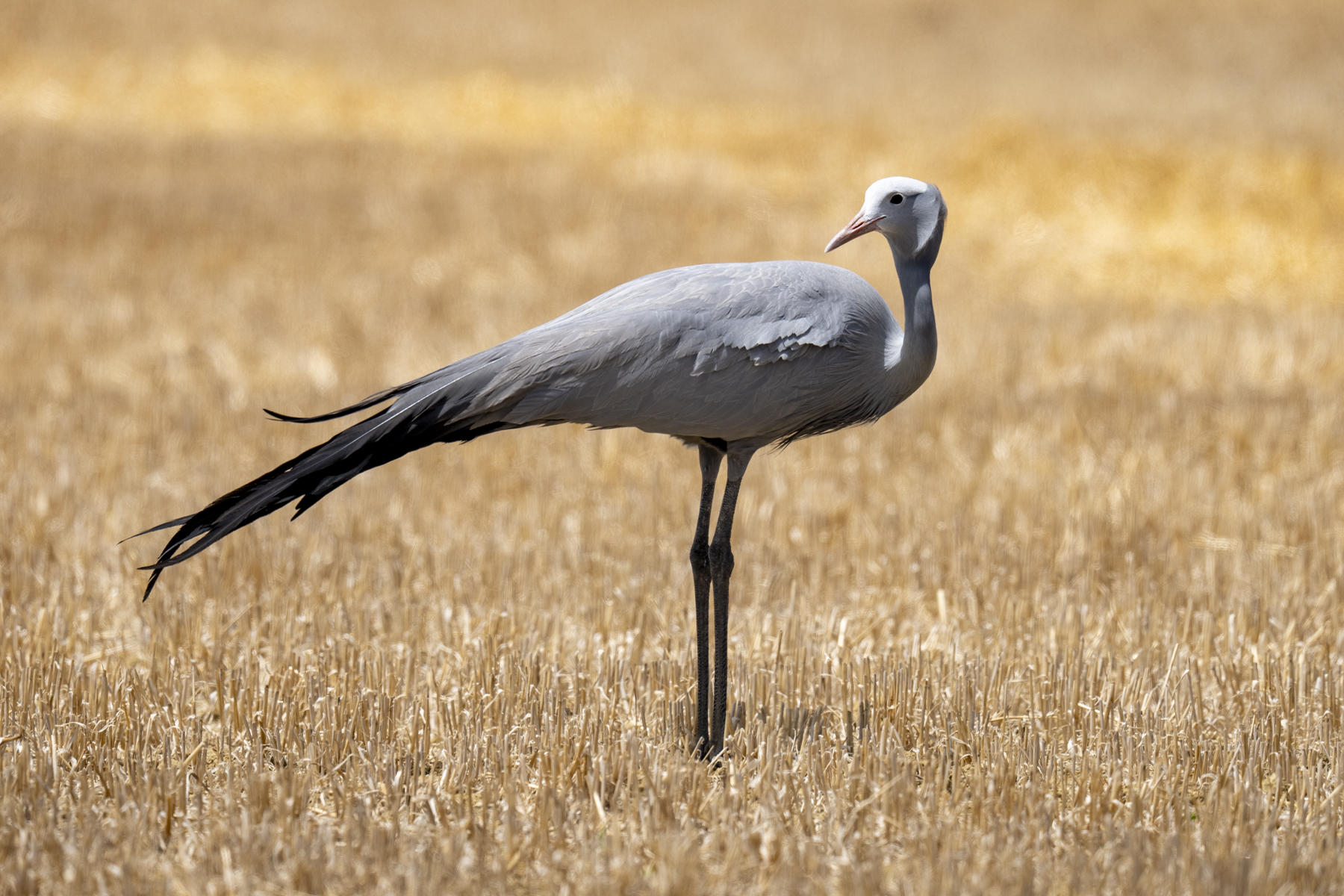 Blue Crane (image by Mark Beaman)
