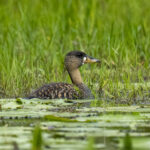 White-backed Duck (image by Mark Beaman)