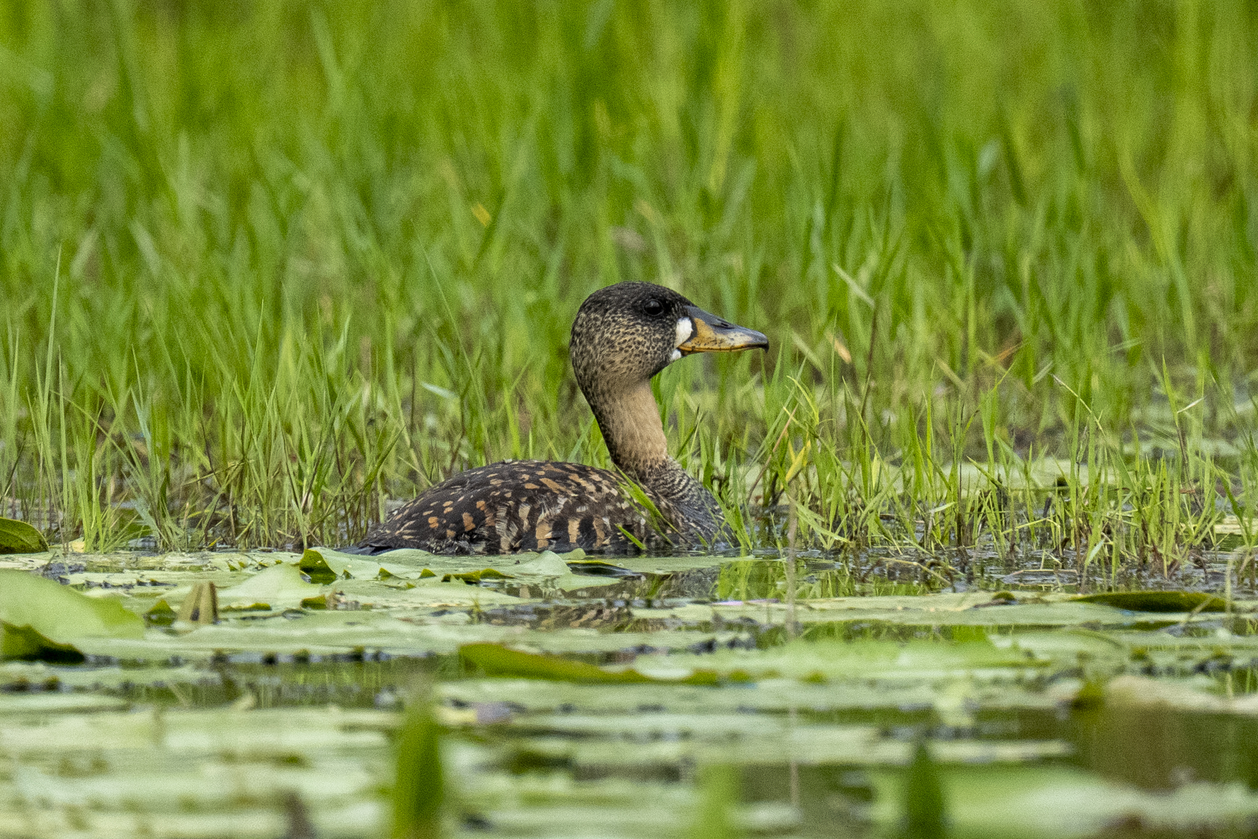White-backed Duck (image by Mark Beaman)