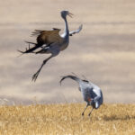 Blue Cranes dancing (image by Mark Beaman)